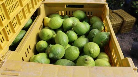 LIMÓN